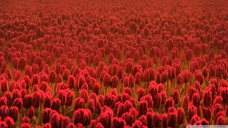 bed of red tulip flowers, tulips, red flowers, backgrounds, full frame, HD wallpaper