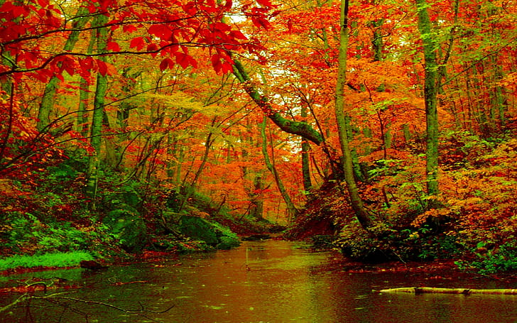 Autumn Forest River Desktop Background Hd Wallpapers 1560