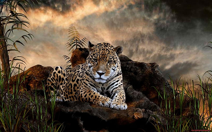 jaguars, animals, big cats, animals in the wild, animal themes, HD wallpaper