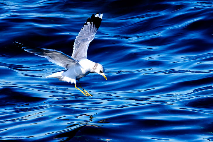 wildlife photography of seagull flying over body of water, gull