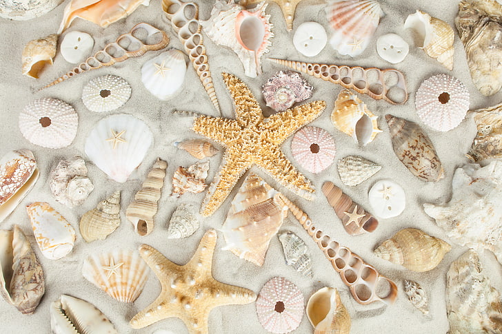 seashell lot, sand, beach, starfish, seashells, animal Shell, HD wallpaper