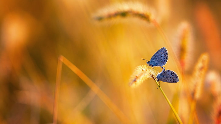 two blue butterflies, butterfly, insect, animals, outdoors, wildlife, HD wallpaper