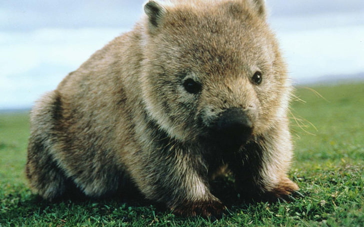 brown rodent, Animal, Wombat, animal themes, animal wildlife