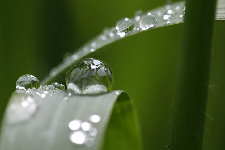 dew drop on green leaf closeup photography, surface tension, water droplets