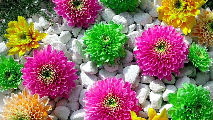 green, pink, and yellow flowers, plants, colorful, stones, flowering plant