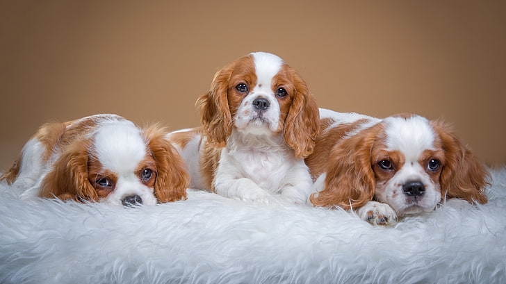 three Cavaliers King Spaniel puppies, dogs, background, fur, photoshoot