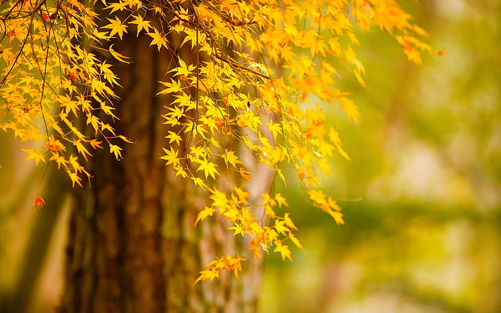 Autumn tree yellow leaves, nature scenery, yellow and orange leaves, HD wallpaper