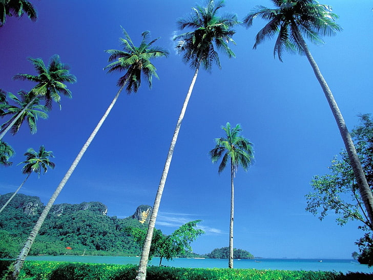 landscape, palm trees, tropical, worm's eye view, tropic island