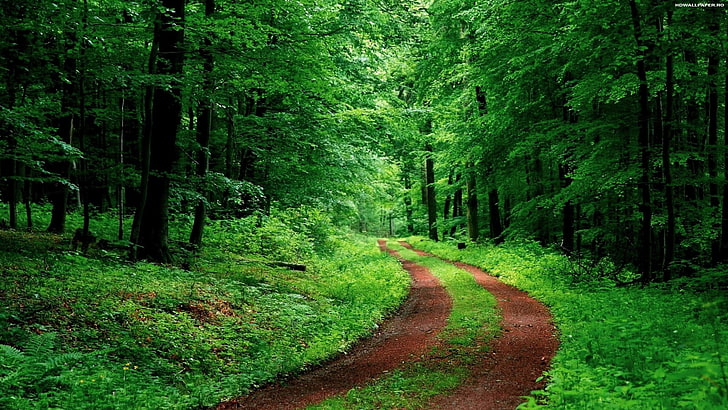 field of trees, nature, road, green, plant, forest, green color, HD wallpaper