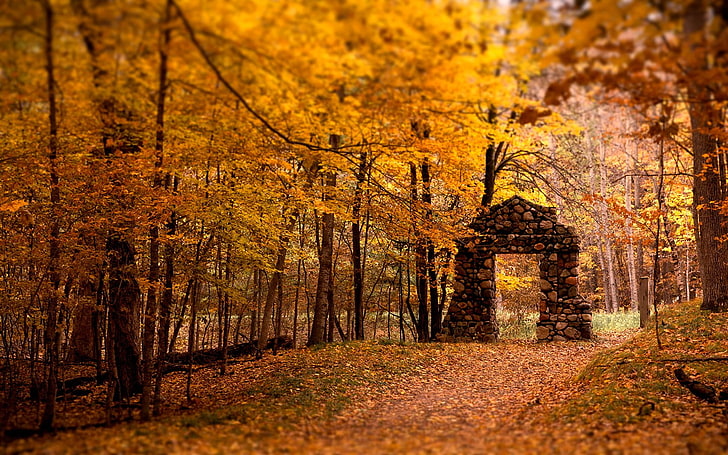 brick gate arch, gold, forest, leaves, lights, trees, nature, HD wallpaper