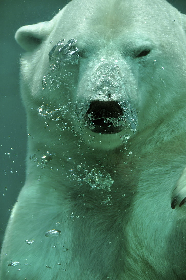 close up photography of polar bear underwater, animals, polar bears