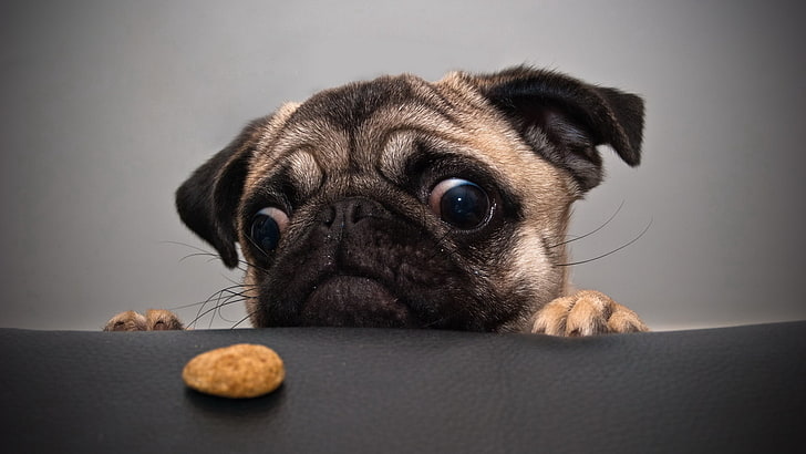 fawn pug puppy, dog, face, sadness, cookies, pets, animal, canine, HD wallpaper