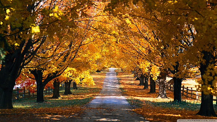 nature, november, autumn, maple, fall, season, leaves, forest