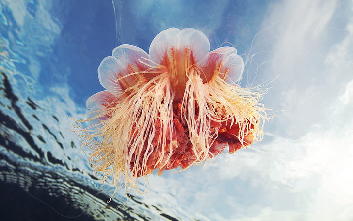 jellyfish, sea life, underwater, animals, animals in the wild, HD wallpaper