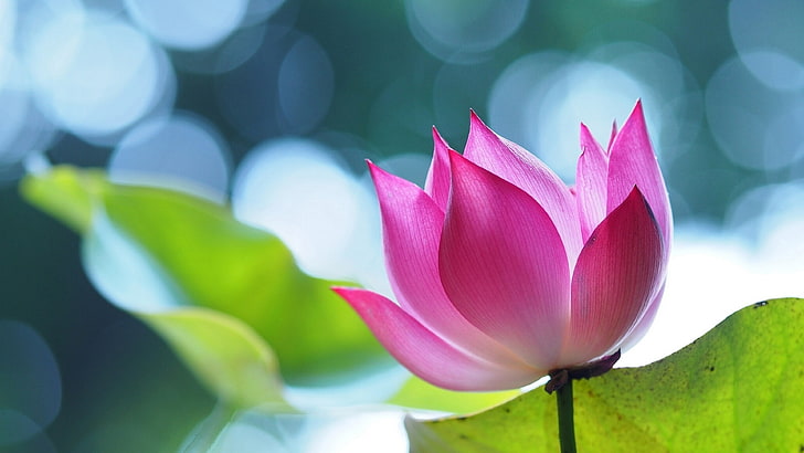 bokeh lights, flower, lotus, sacred lotus, plant, pink lotus, HD wallpaper