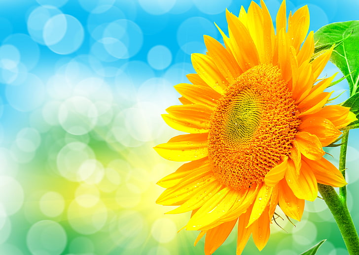 yellow sunflower vector, light, nature, petals, Blik, summer