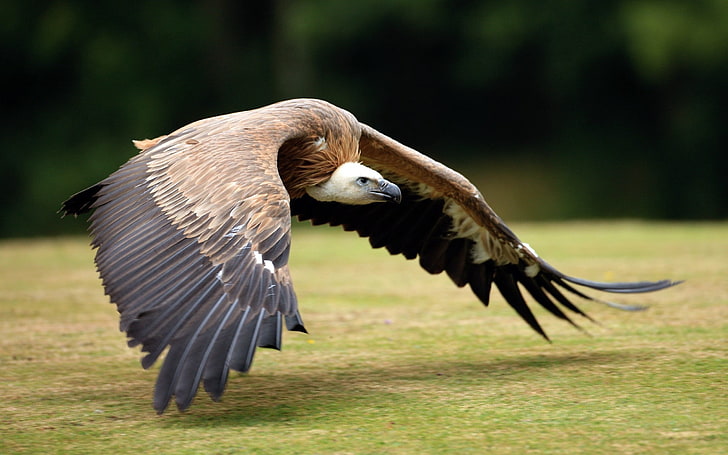 brown and white vulture, birds, prey, wings, grass, wildlife, HD wallpaper