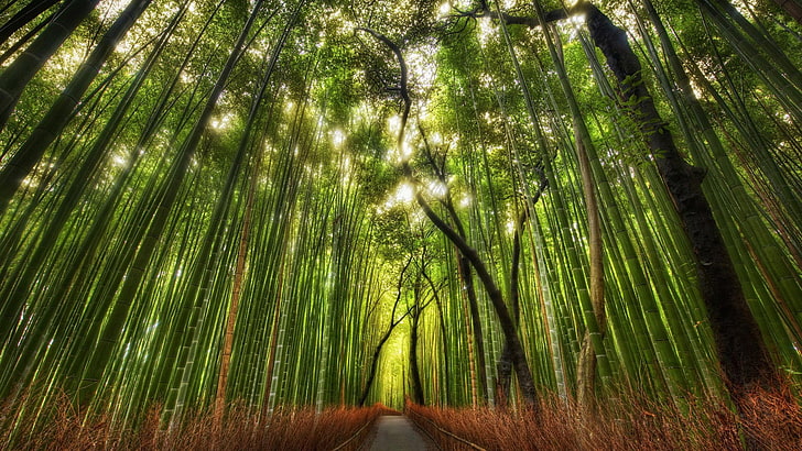 Bamboo garden 1080P, 2K, 4K, 5K HD wallpapers free download | Wallpaper  Flare