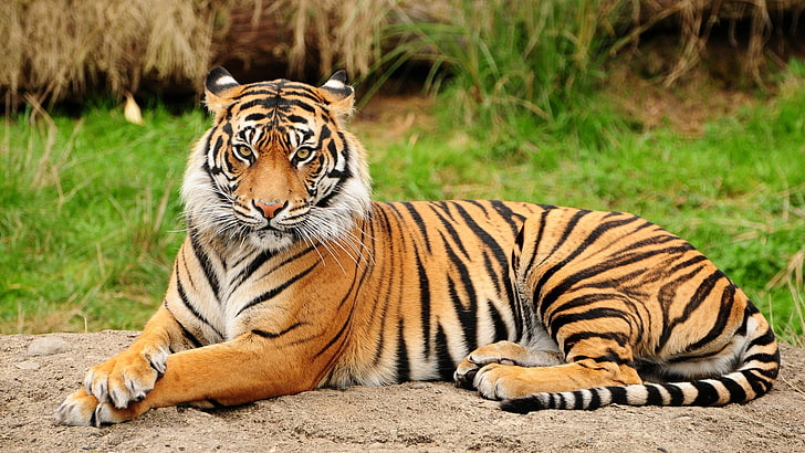 orange tiger, animals, mammals, big cats, feline, animal themes