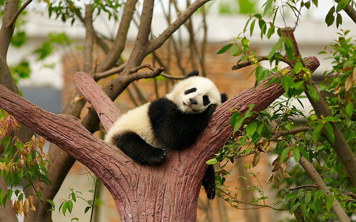Baby panda 1080P, 2K, 4K, 5K HD wallpapers free download | Wallpaper Flare
