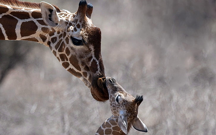 brown and white giraffe and calf, cub, care, head, wildlife, animal
