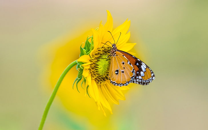 Insect Tiger Butterfly On Yellow Color From Sunflower 4k Ultra Hd Tv Wallpaper For Desktop Laptop Tablet And Mobile Phones 3840×2400, HD wallpaper