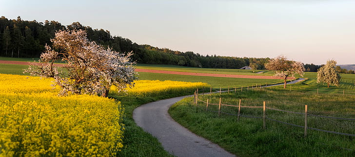 landscaped photography of yellow flower fields with winding road, neuhausen, neuhausen, HD wallpaper