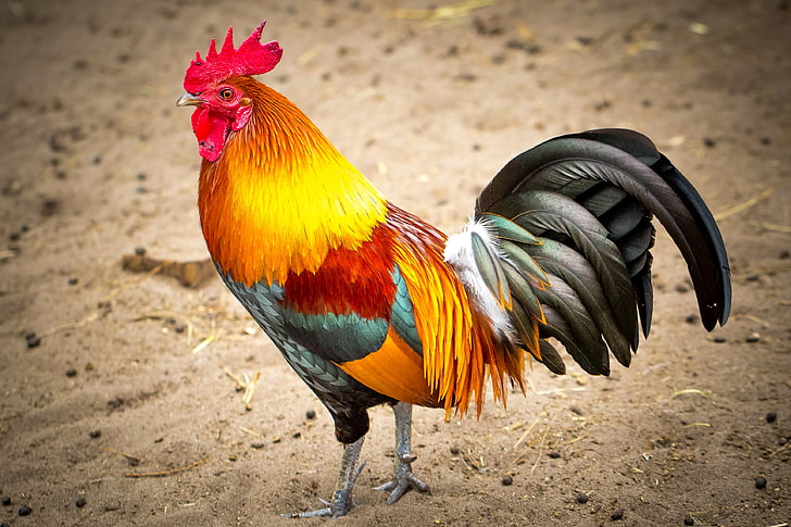 red, orange, and black rooster, bird, feathers, beak, cock, cockerel