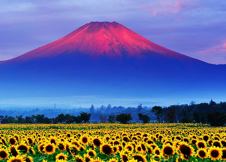 sunflower field, the sky, sunset, Japan, mount Fuji, nature, mountain, HD wallpaper
