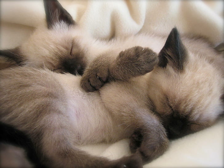 Two Sleeping Siamese Kittens, animals, HD wallpaper
