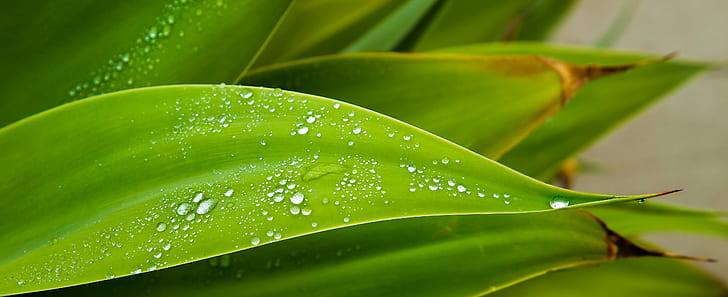 dew drops on green leaves, jpg, close-up, curve, droplets, green  leaves, HD wallpaper