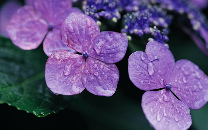 nature, flowers, macro, purple flowers