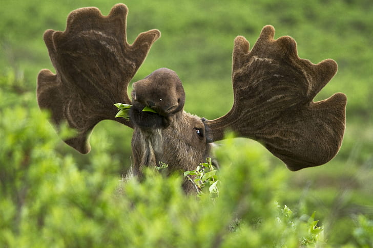 macro shot of brown moose head, Bushes, Wildlife, Denali National Park, HD wallpaper
