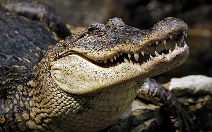 Crocodile HD, animals, HD wallpaper