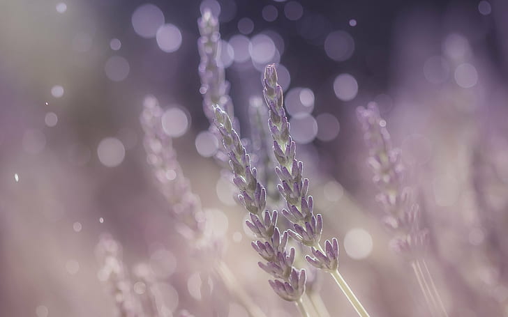 closeup photo of purple petaled flower, Mon, terrain, de, jeu, HD wallpaper