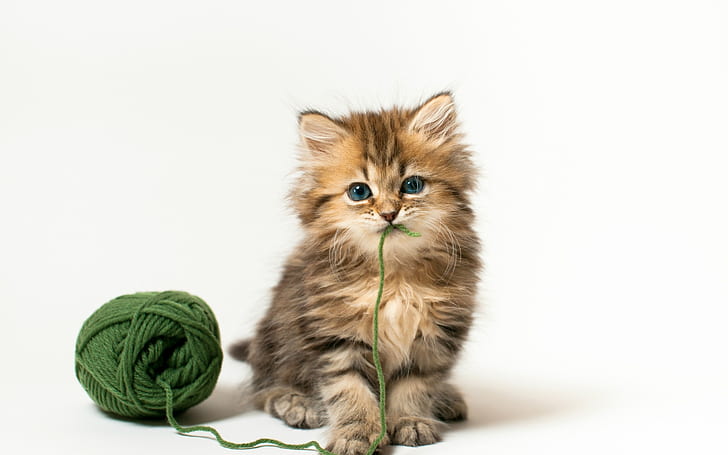 HD wallpaper: Really Cute Kitty, baby cat, little kitty, background |  Wallpaper Flare