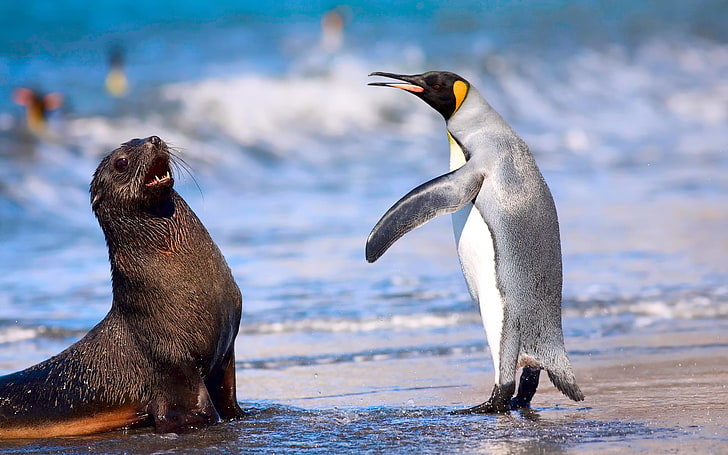 HD wallpaper: King Penguin And Antarctic Seal, Emperor penguin, Animals,  ocean | Wallpaper Flare