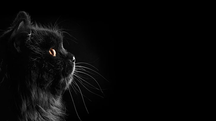 long-furred black cat, black cats, dark, selective coloring, black background, HD wallpaper