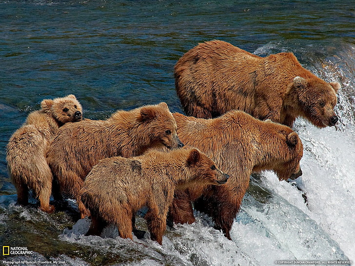 bears, waterfall, Grizzly Bears, National Geographic, baby animals, HD wallpaper