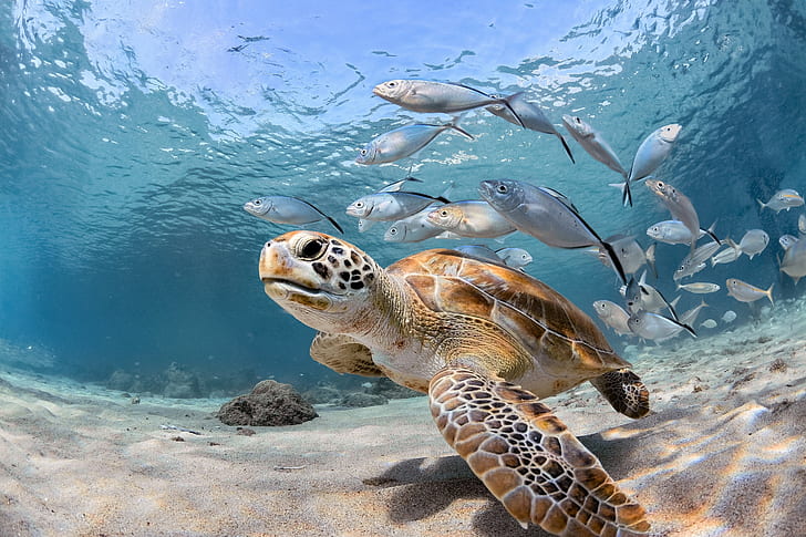 sea, fish, the ocean, turtle, under water, HD wallpaper