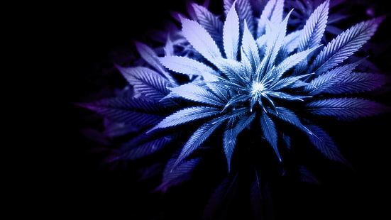 HD wallpaper: 420, ganja, marijuana, weed | Wallpaper Flare