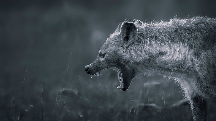 hyena photo, teeth, mouth, animal, one animal, animal themes
