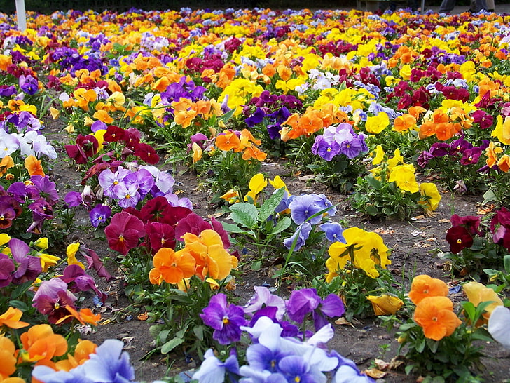bed of assorted-color petaled flowers, pansies, colorful, different