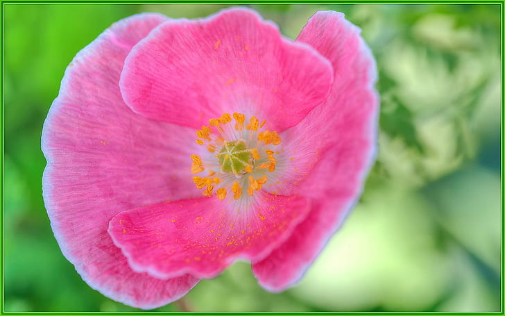 pink petal flower, flower  flower, flowers, macro, bokeh, Sigma