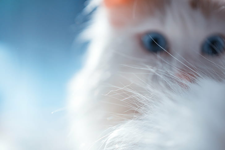 closeup photography of kitten white fur, cat, cat, hair, Macro, HD wallpaper
