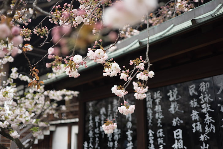 Japan, Galen Crout, cherry blossom, kanji, flower, flowering plant