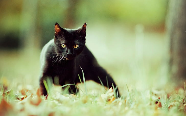 animals, cat, black cats