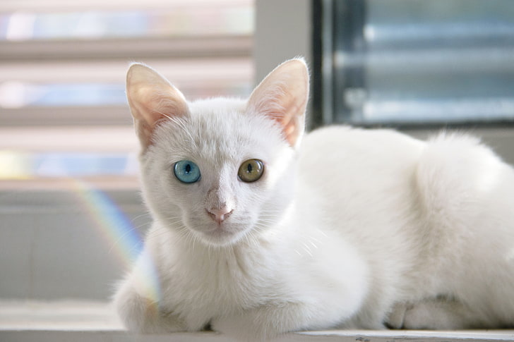 white and gray tabby cat, heterochromia, animals, pet, pets, domestic