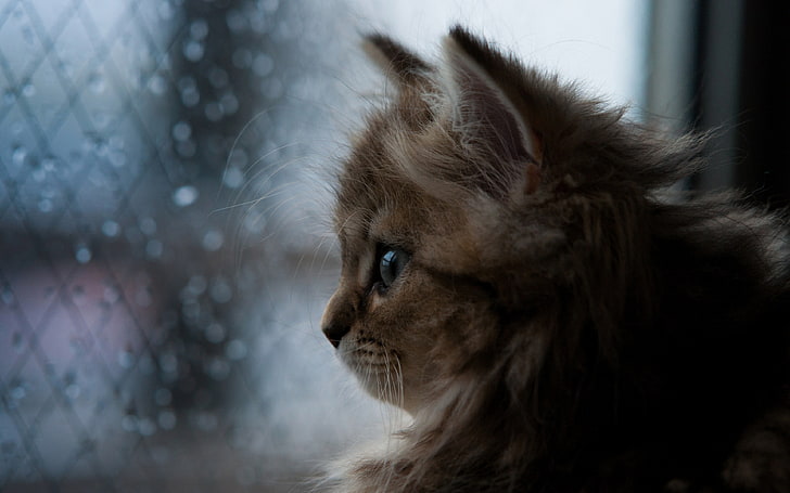 brown kitten, orange and white Persian cat, bokeh, window, water drops