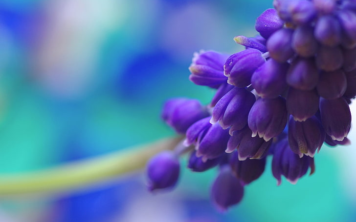 purple flowers, nature, muscari, macro, plant, close-up, freshness, HD wallpaper